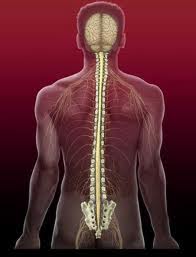 allineamento vertebrale