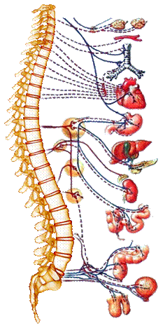colonna vertebrale organi collegati
